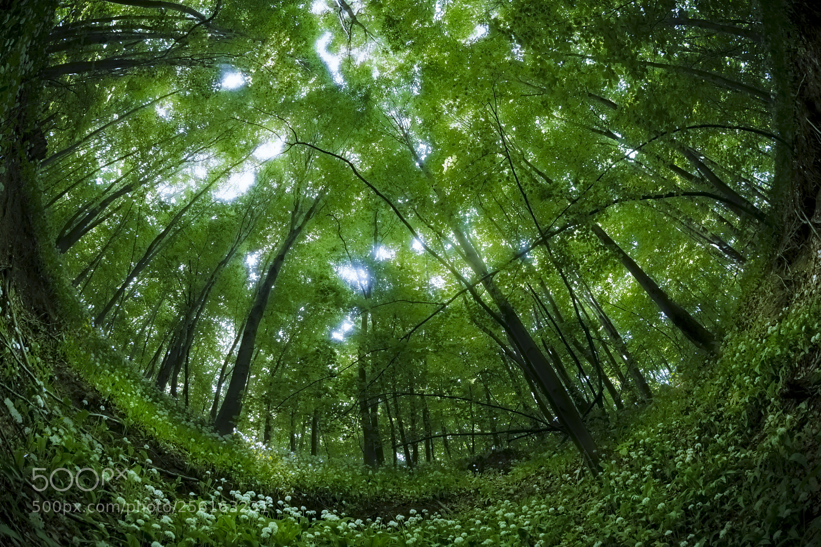 Nikon D610 sample photo. Deep forest photography