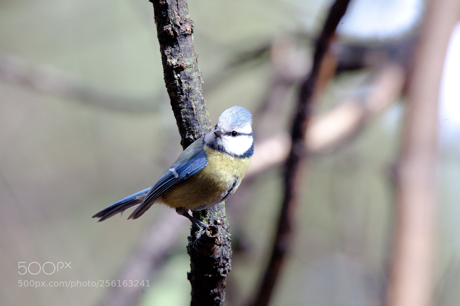 Canon EOS 5D Mark II sample photo. Img photography