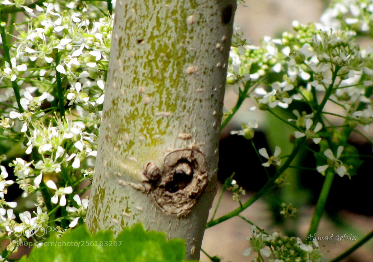 Canon PowerShot SX10 IS sample photo. Derakht photography