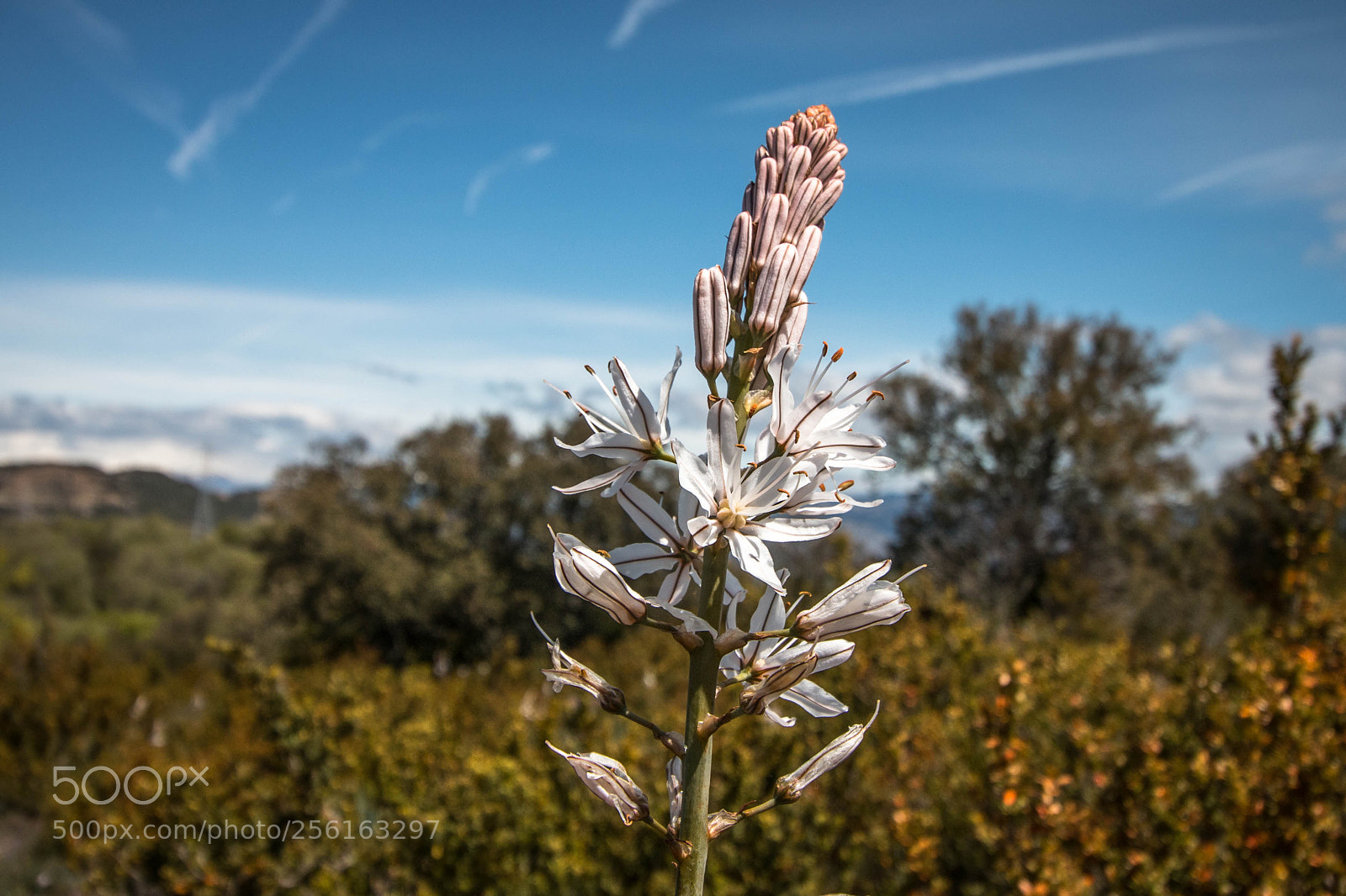 Canon EOS 70D sample photo. Flor de alta monta photography