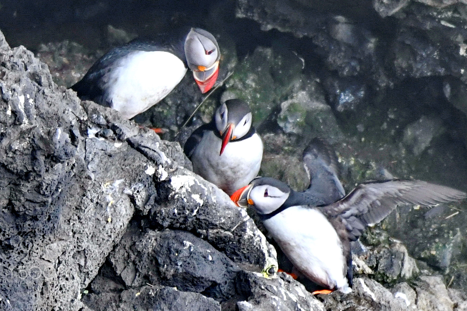 Nikon AF-S Nikkor 200-500mm F5.6E ED VR sample photo. Puffins photography