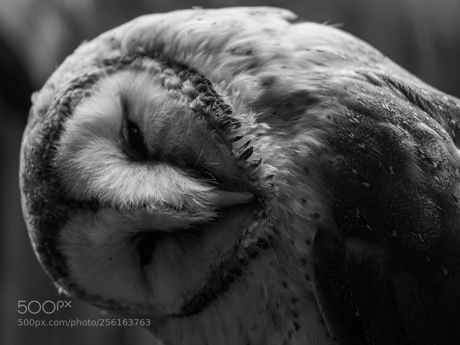 Sony a6000 sample photo. Wondering owl photography