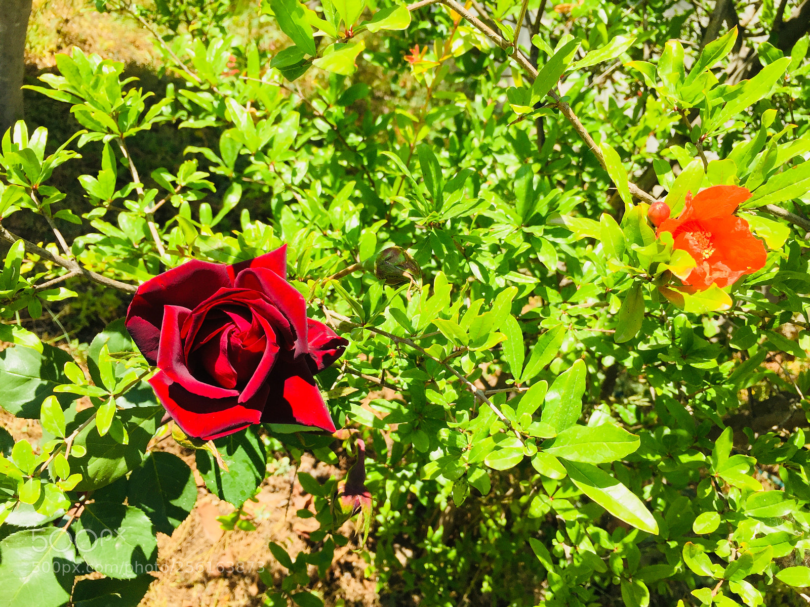 Apple iPhone 6 Plus sample photo. A love relationship between photography