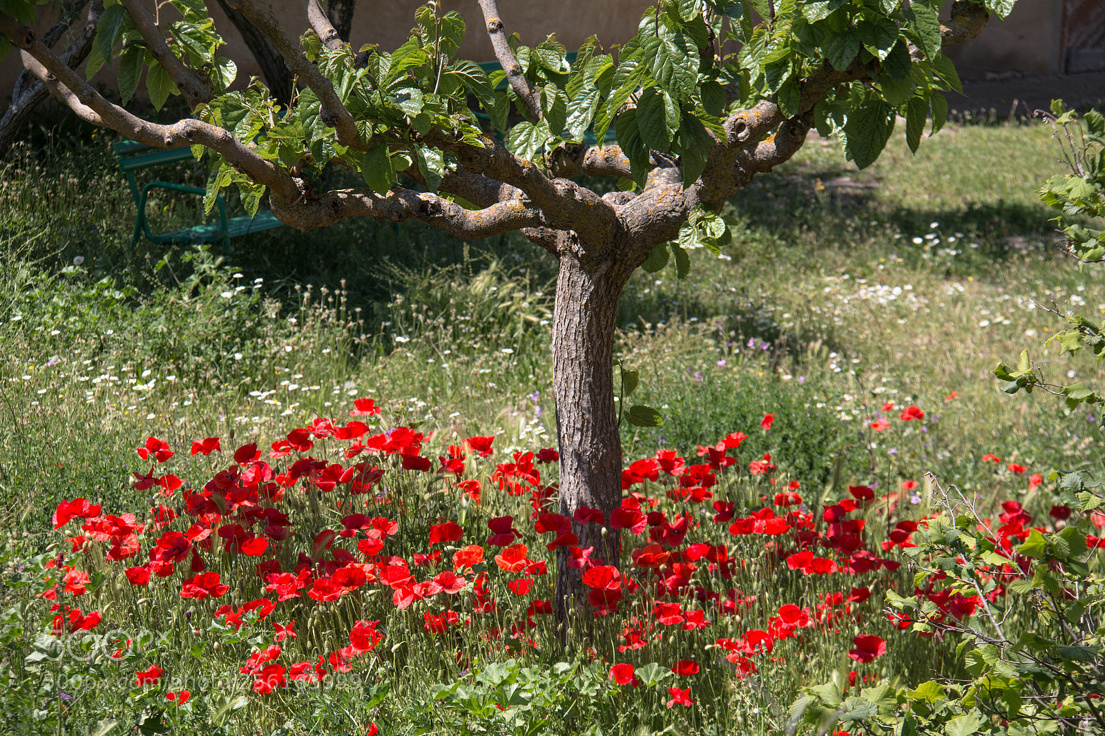 Canon EOS 70D sample photo. Amapolas photography