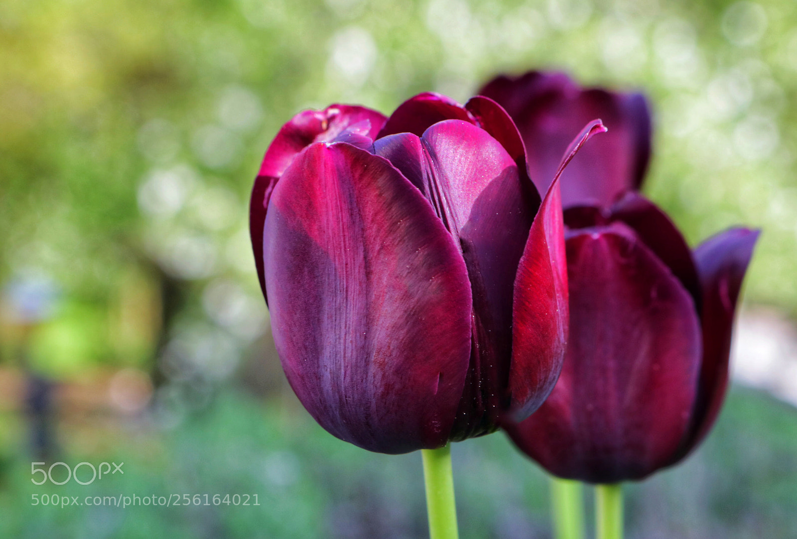 Canon EOS 750D (EOS Rebel T6i / EOS Kiss X8i) sample photo. Purple tulip photography