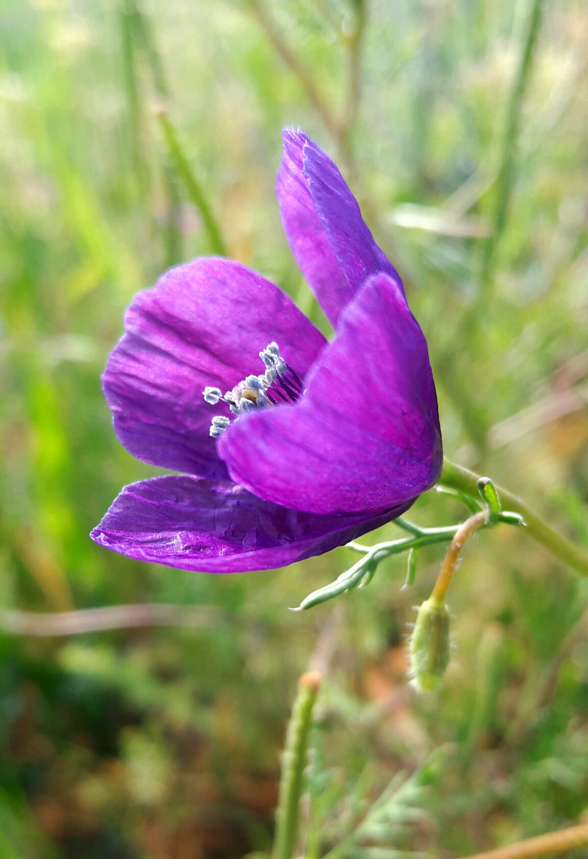 Samsung Galaxy A8 sample photo. Wild flower.. photography