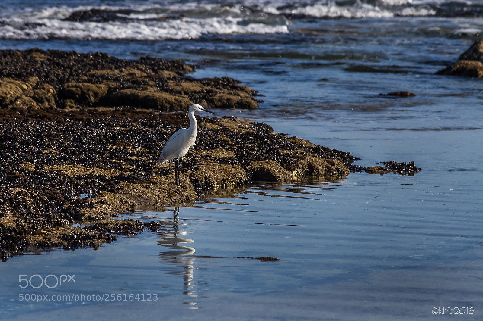 Canon EOS 650D (EOS Rebel T4i / EOS Kiss X6i) sample photo. Egret - langstrand 3 photography