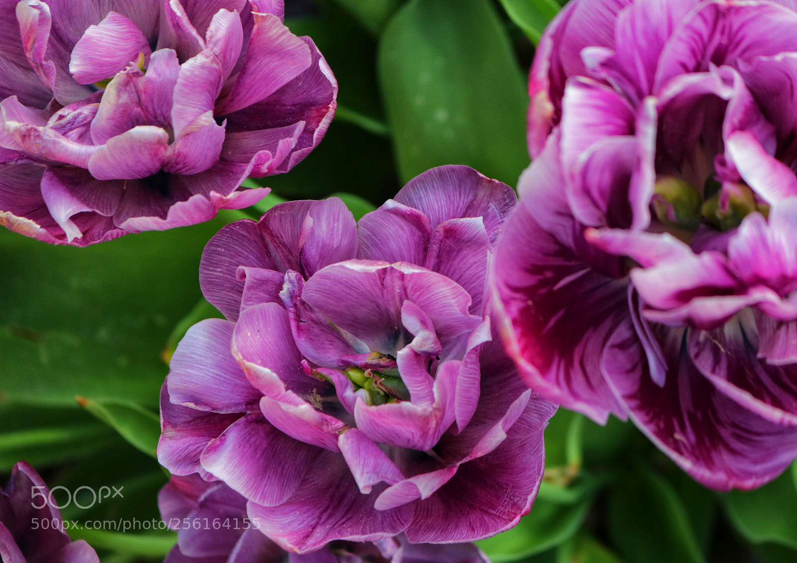 Canon EOS 750D (EOS Rebel T6i / EOS Kiss X8i) sample photo. Tulips photography