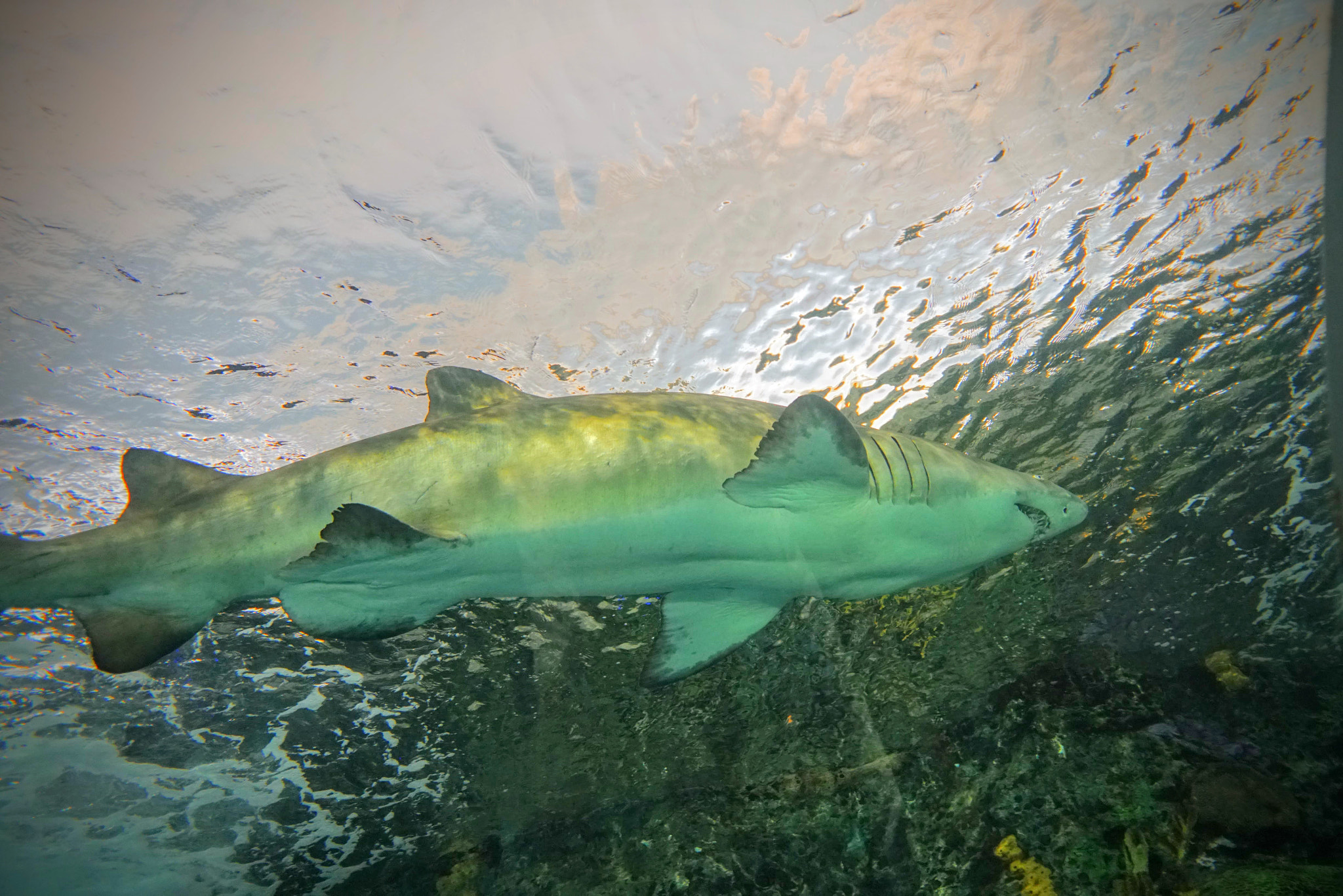 Sony a6300 + Sigma 19mm F2.8 EX DN sample photo. Ripley's aquarium of canada photography