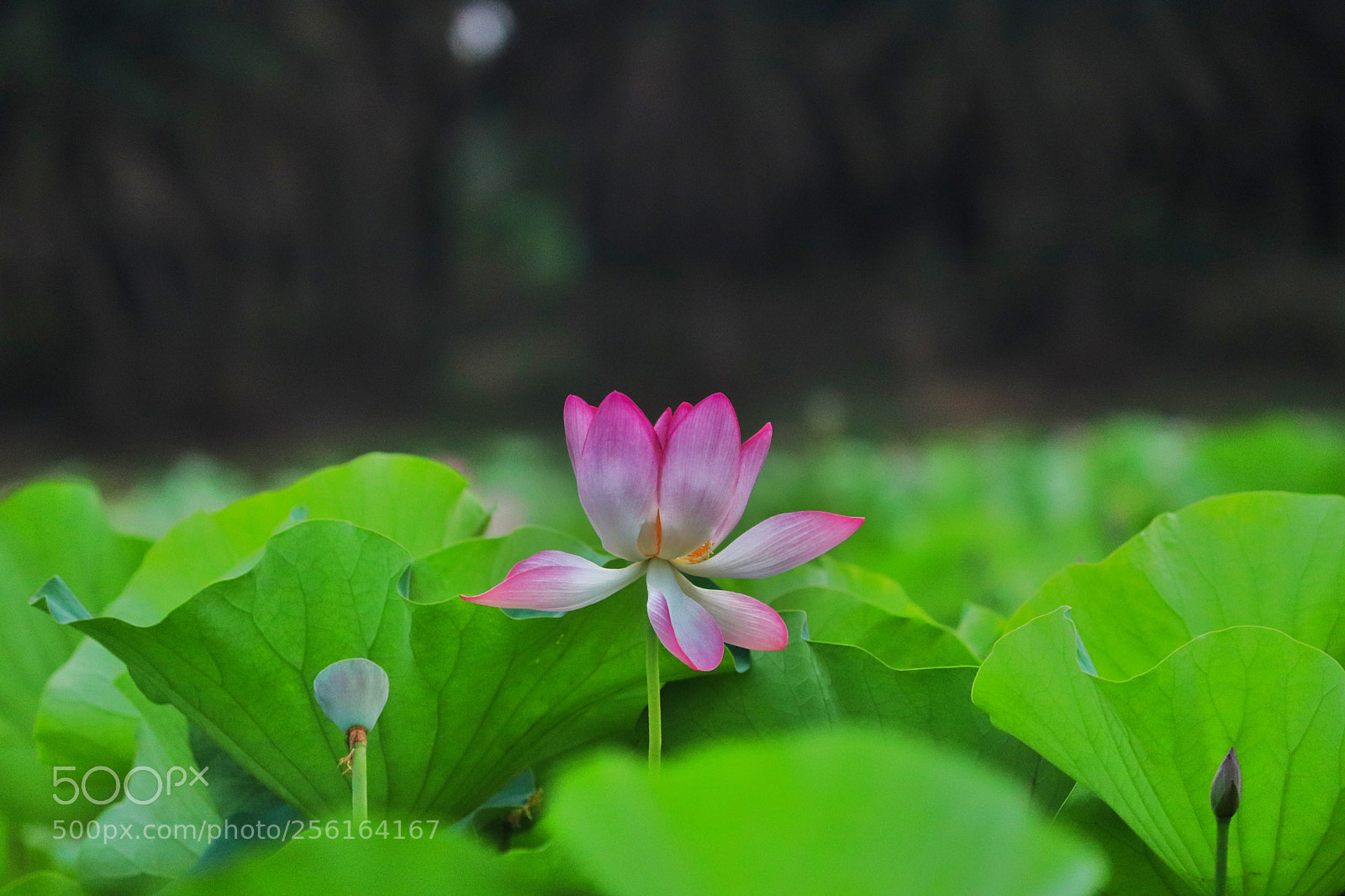 Canon EOS 77D (EOS 9000D / EOS 770D) sample photo. Pinkyyy lotus photography