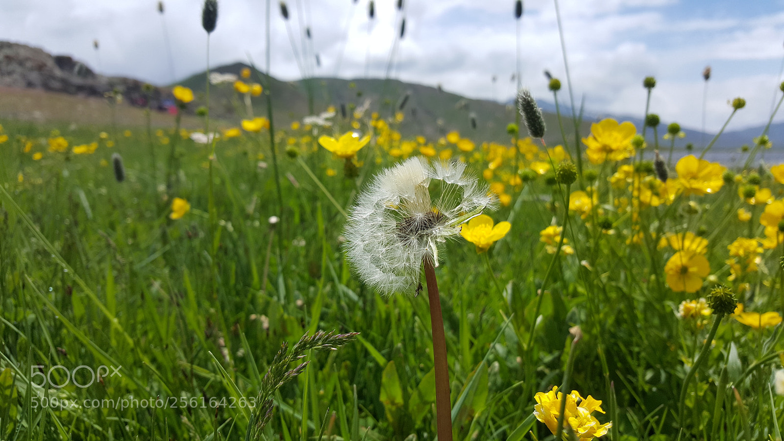 Samsung GALAXY S6 edge sample photo. Dandelion_1 photography
