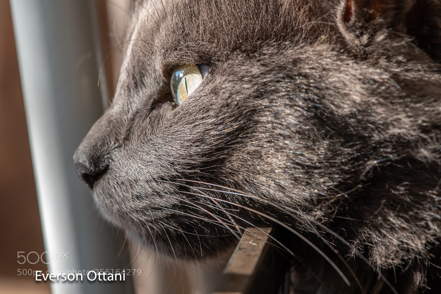 Nikon D500 sample photo. Cat photography