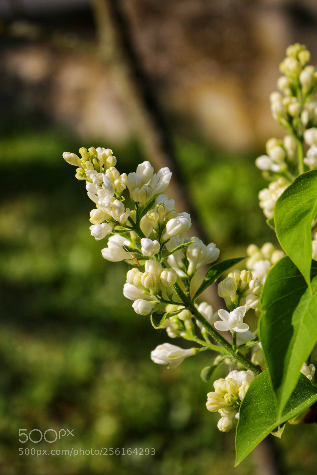 Canon EOS 750D (EOS Rebel T6i / EOS Kiss X8i) sample photo. White lilac photography