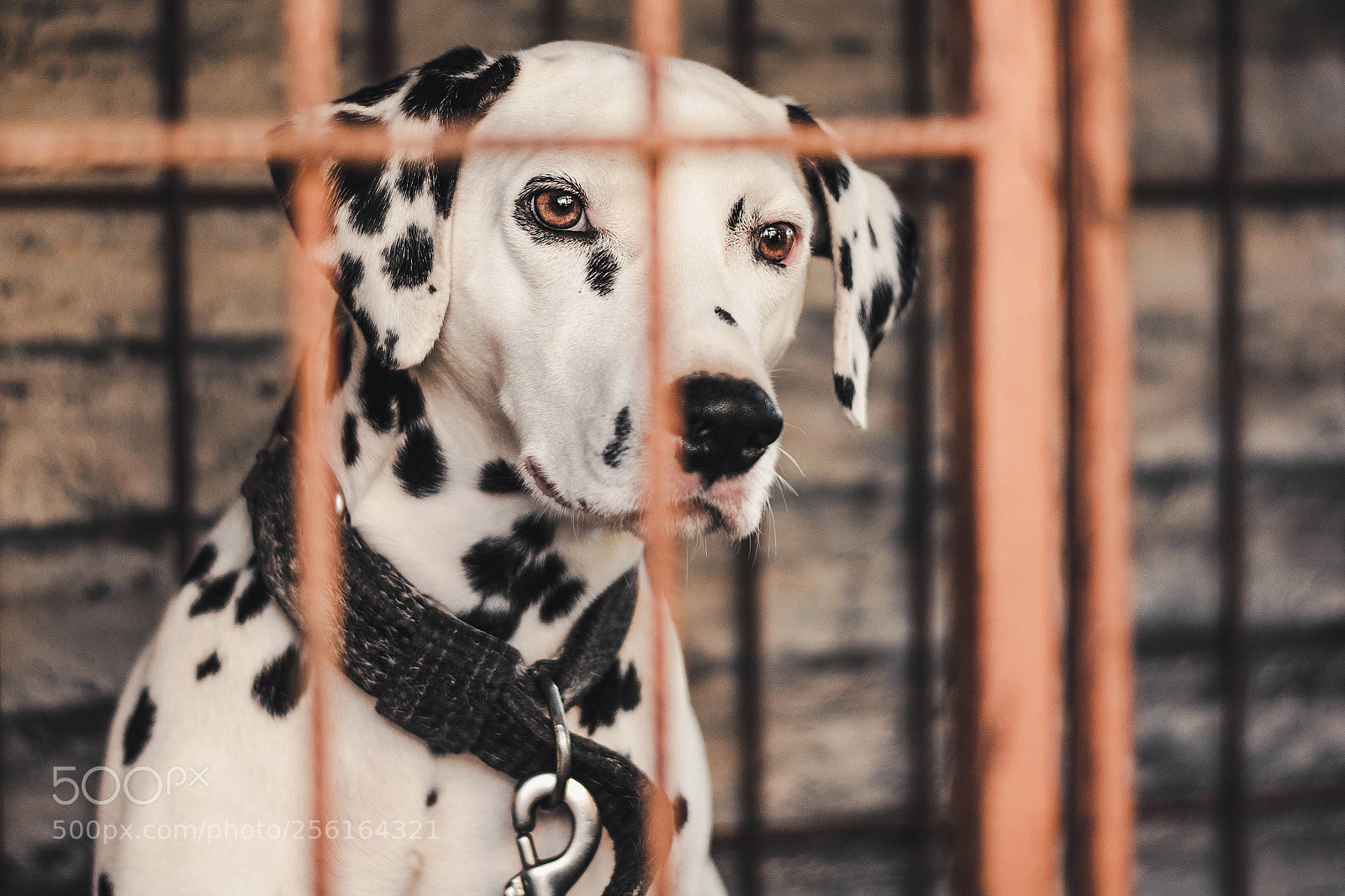 Nikon D7100 sample photo. Behind the bars! photography