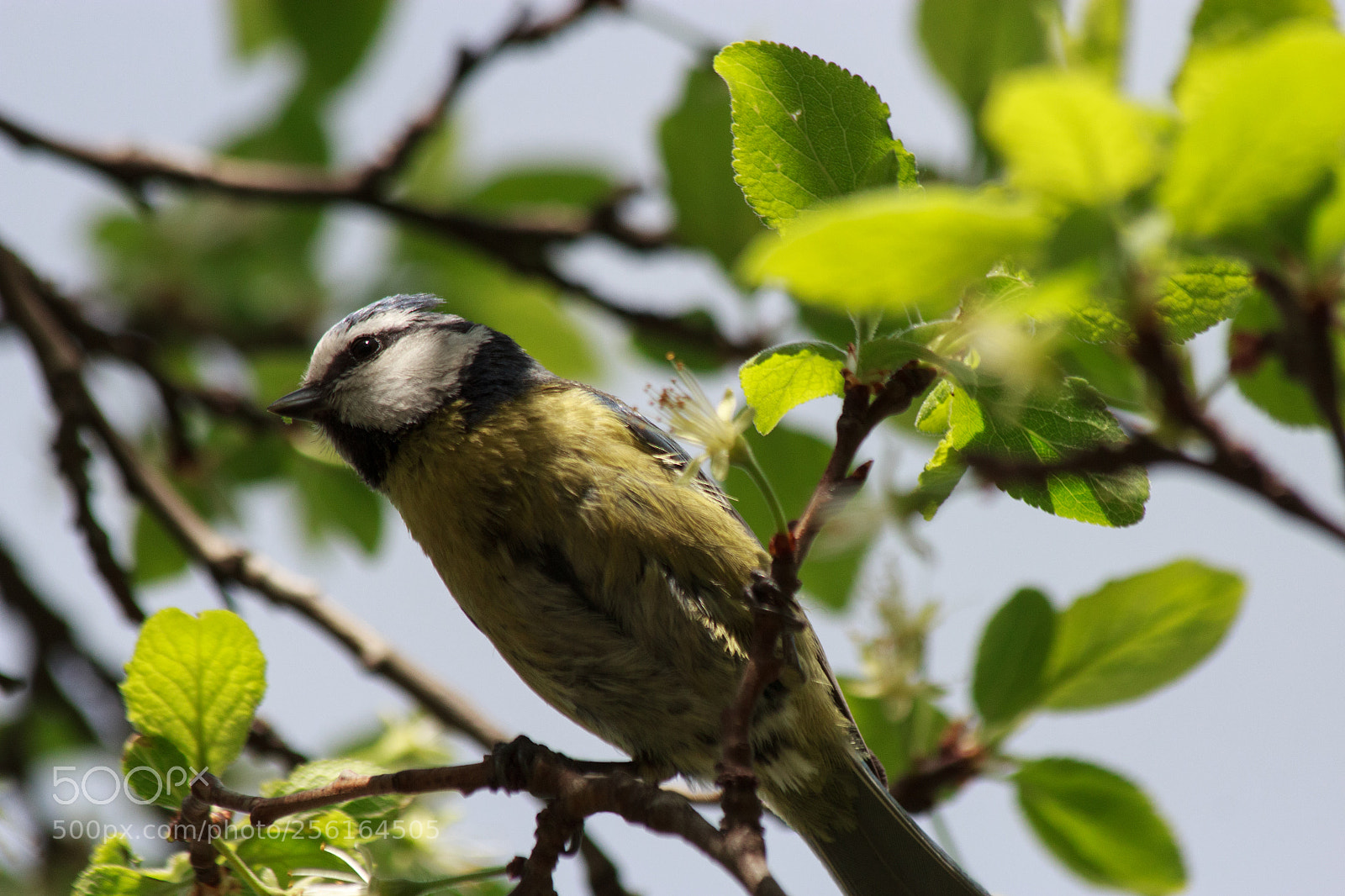 Canon EOS 600D (Rebel EOS T3i / EOS Kiss X5) sample photo. Parus major photography