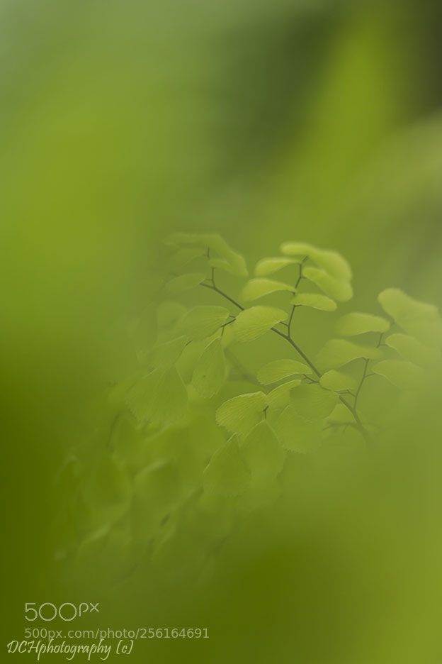 Canon EOS 650D (EOS Rebel T4i / EOS Kiss X6i) sample photo. Fifty shades of green photography
