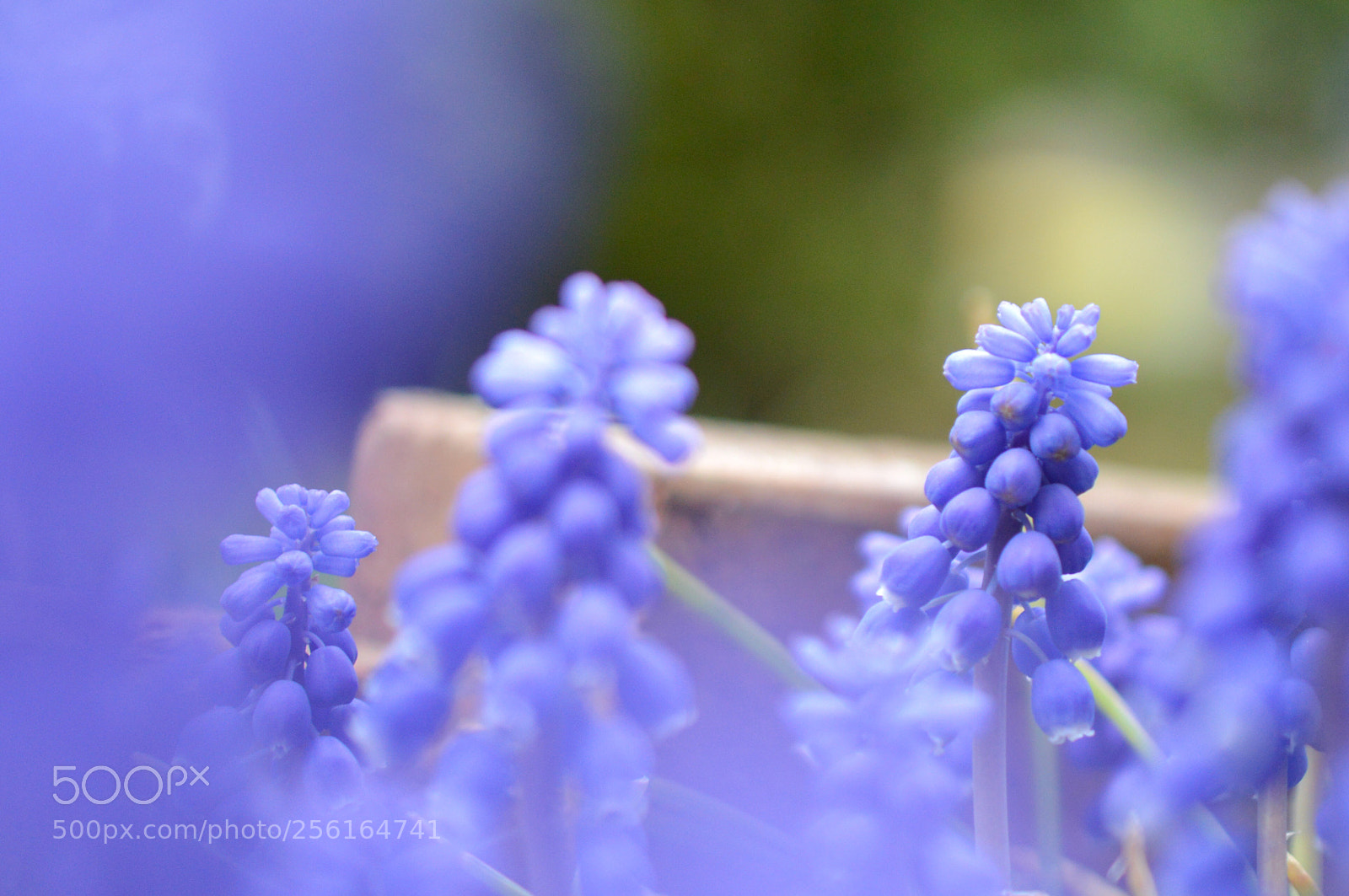 Nikon D3200 sample photo. My spring  photography