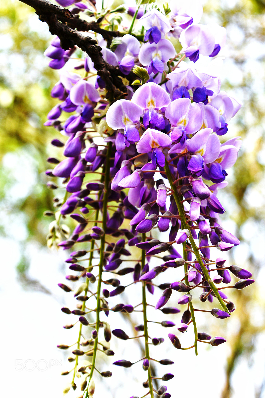 Nikon D7200 sample photo. Wisteria photography