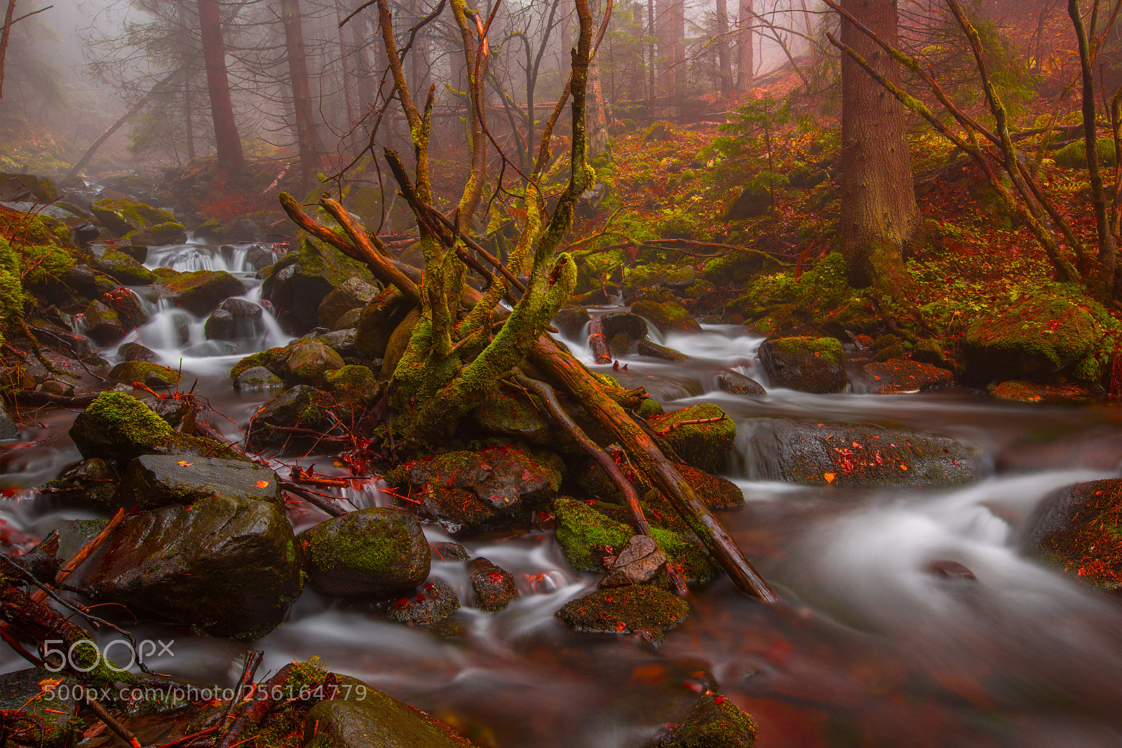 Nikon D810 sample photo. Mysterious autumn river photography