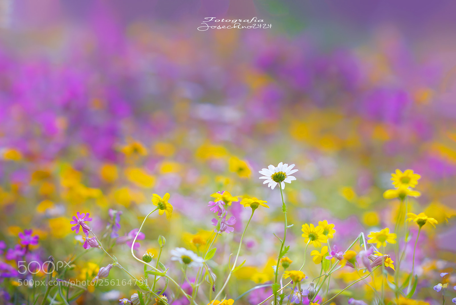 Nikon D600 sample photo. Colores de primavera.... photography