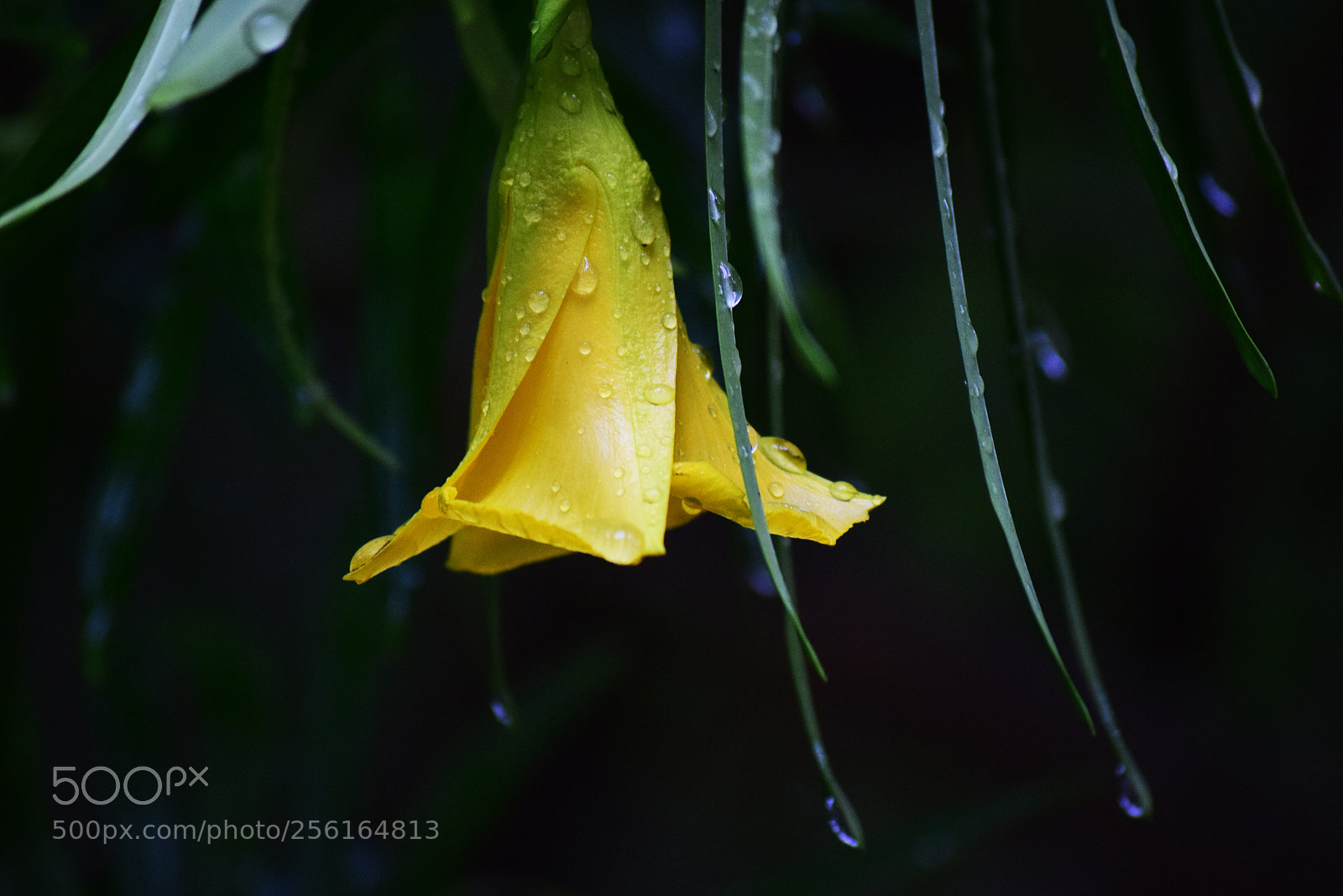 Nikon D3300 sample photo. Bells and raindrops photography