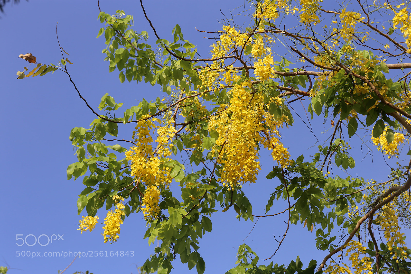 Canon EF 24-70mm F4L IS USM sample photo. Summer time photography