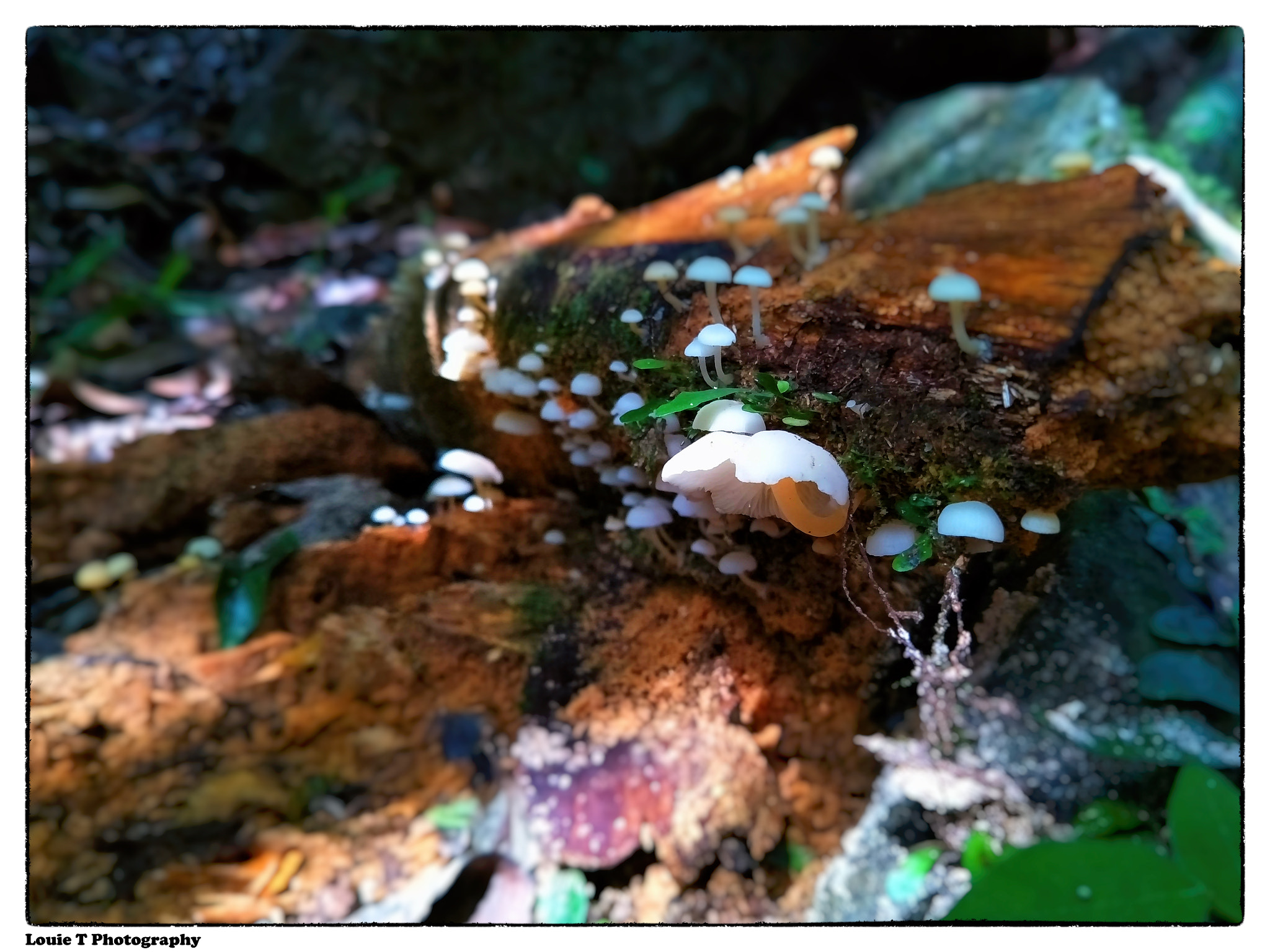 OPPO R9S sample photo. Rainforest floor photography