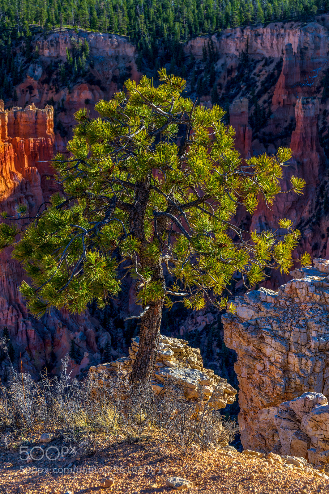 Pentax K-3 II sample photo. Bryce canyon photography