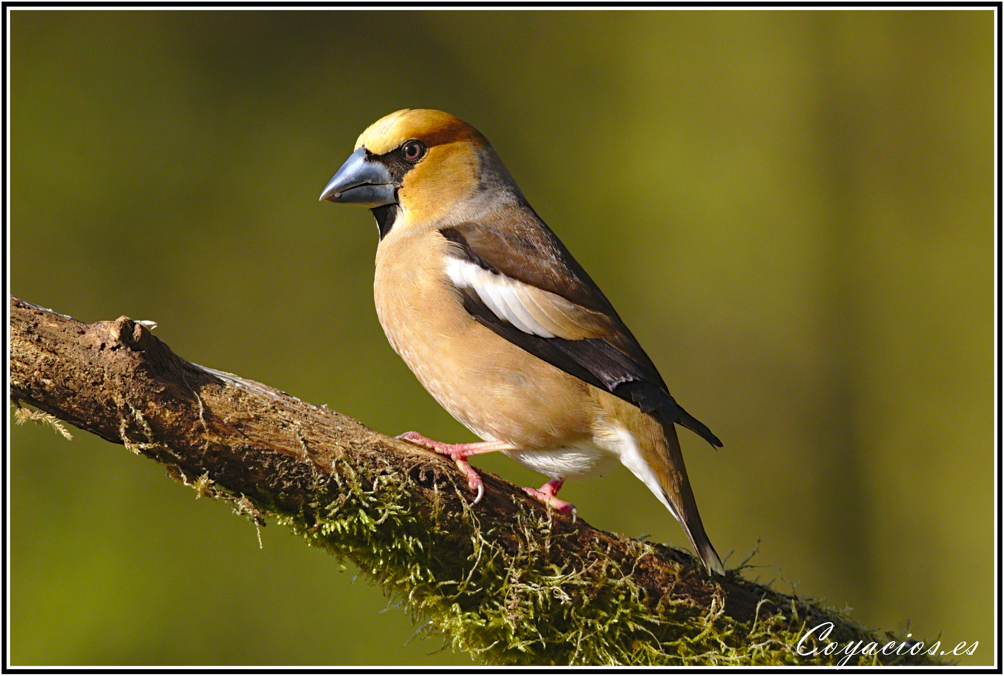 Canon EOS 7D Mark II sample photo. Picogordo ♂ (coccothraustes coccothraustes) photography