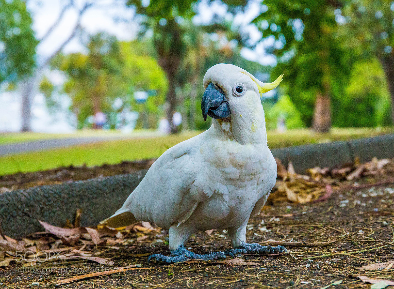 Canon EOS 6D sample photo. Australia photography