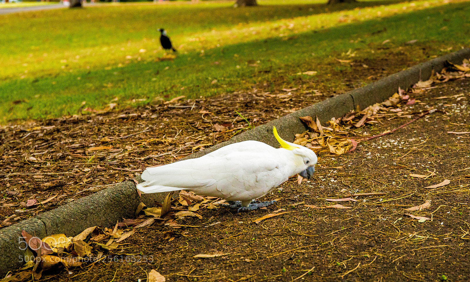 Canon EOS 6D sample photo. Australia photography