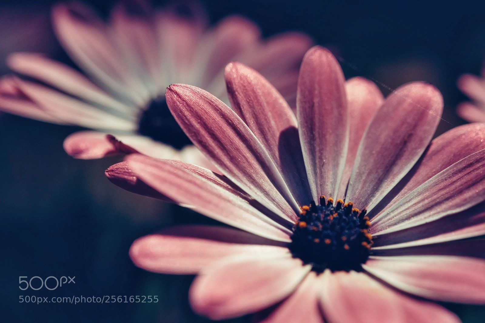 Fujifilm X-T10 sample photo. Flower photography