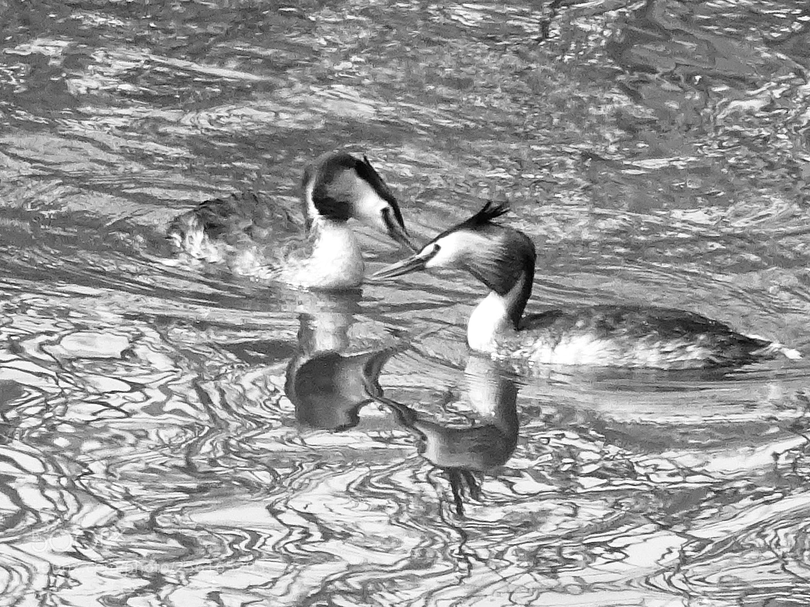 Sony DSC-HX60V sample photo. Crested grebe photography