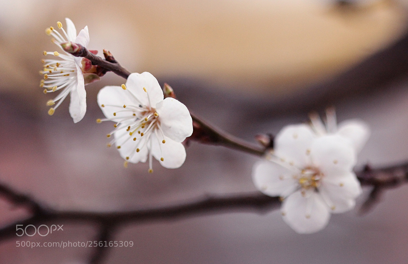 Canon EOS 600D (Rebel EOS T3i / EOS Kiss X5) sample photo. Day of flowering photography