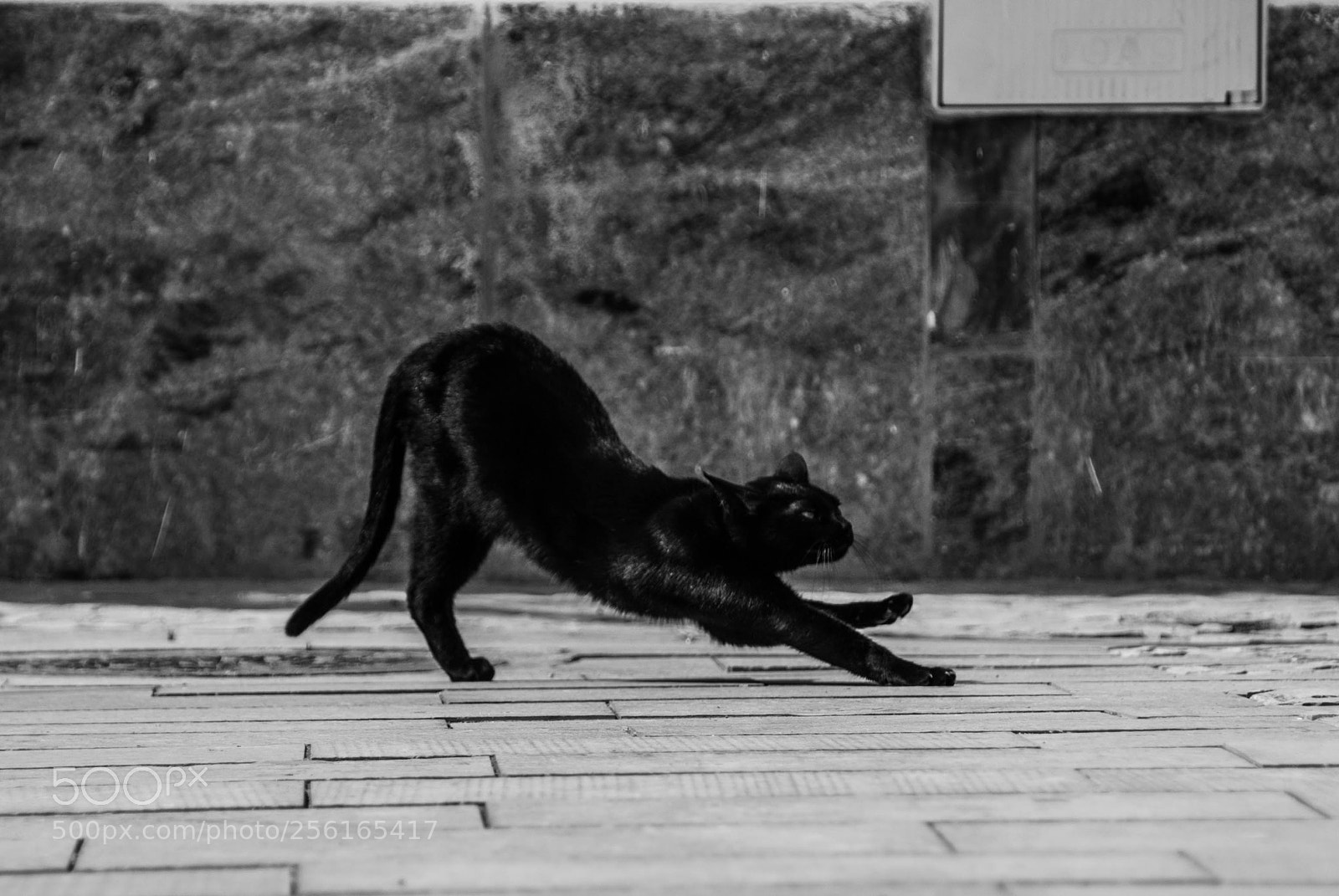 Nikon D60 sample photo. First movement beginning of photography