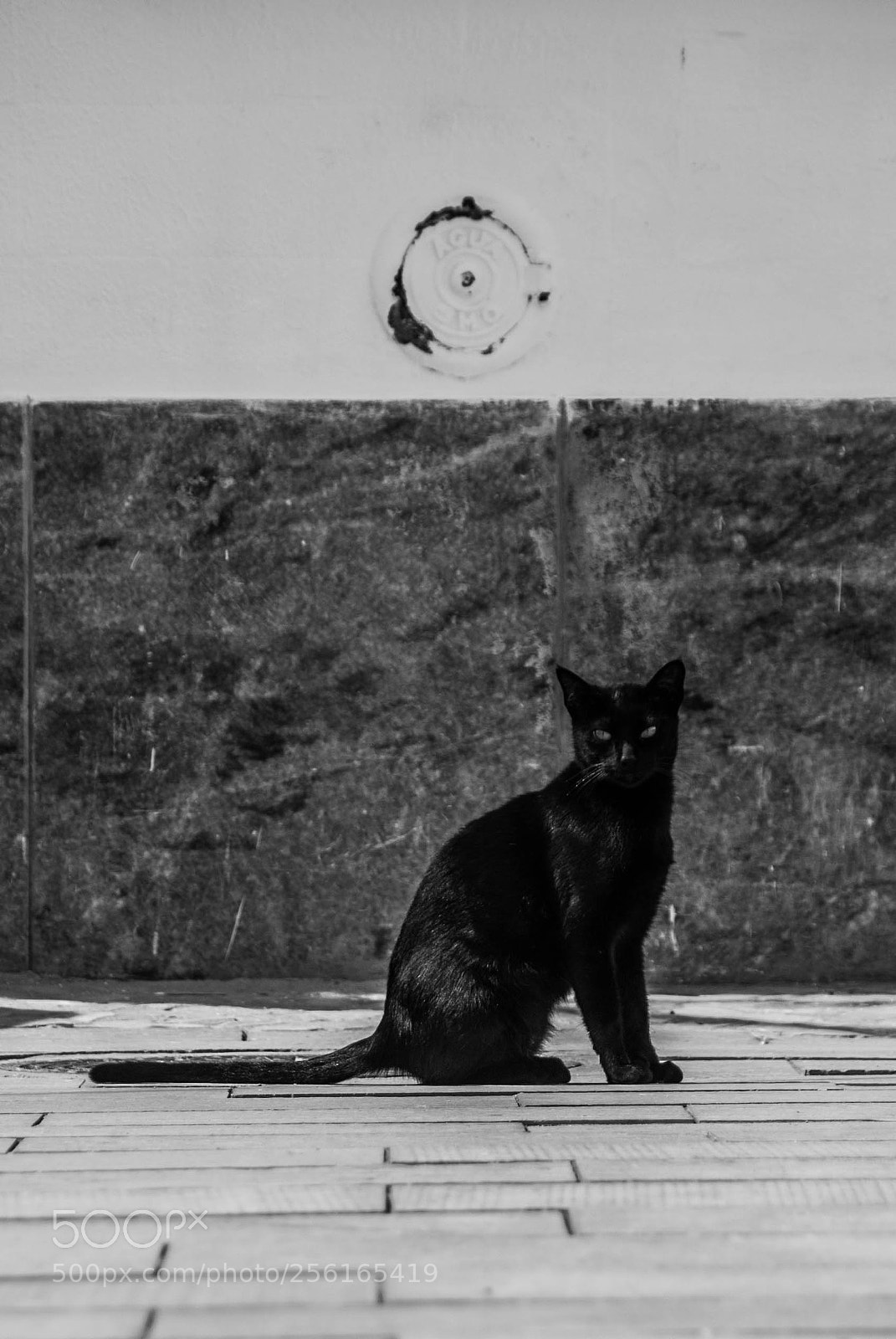 Nikon D60 sample photo. Preface cat in feline photography