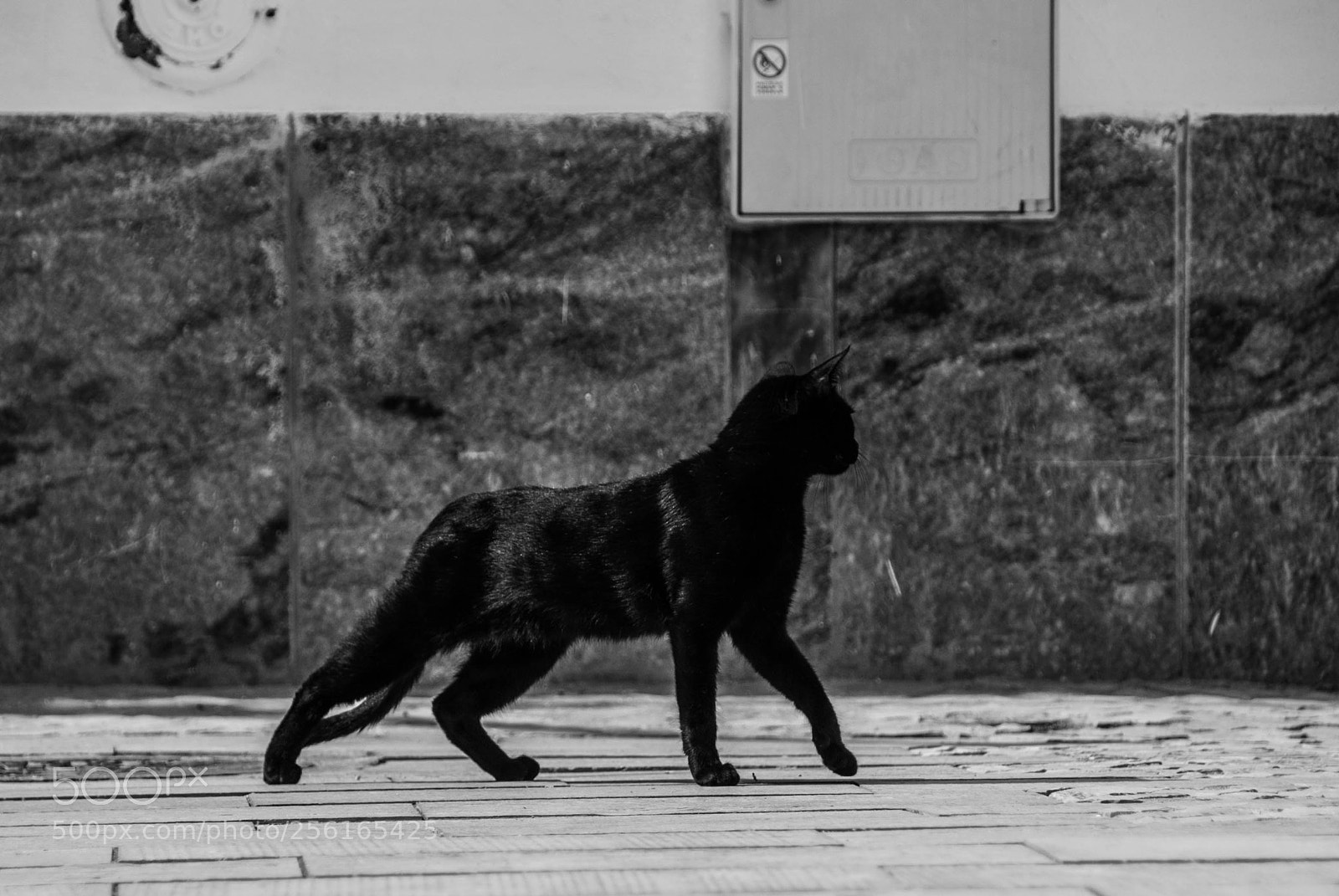 Nikon D60 sample photo. Third movement: after stretch photography