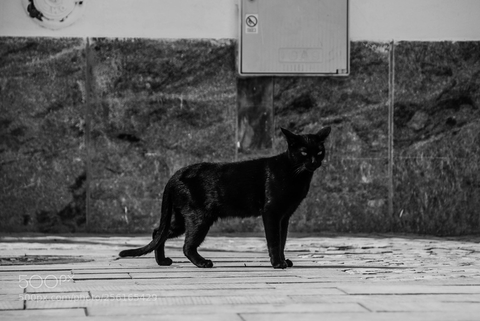 Nikon D60 sample photo. Movement conclusion still sleepy photography