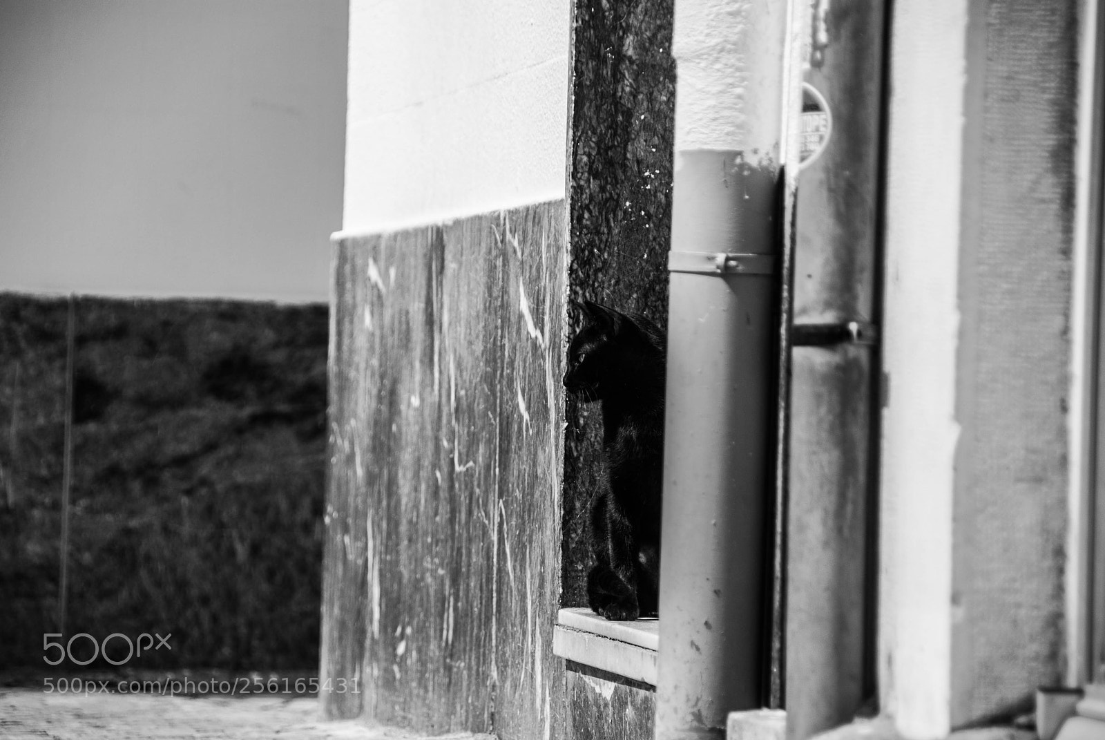 Nikon D60 sample photo. Epilogue. back to feline photography