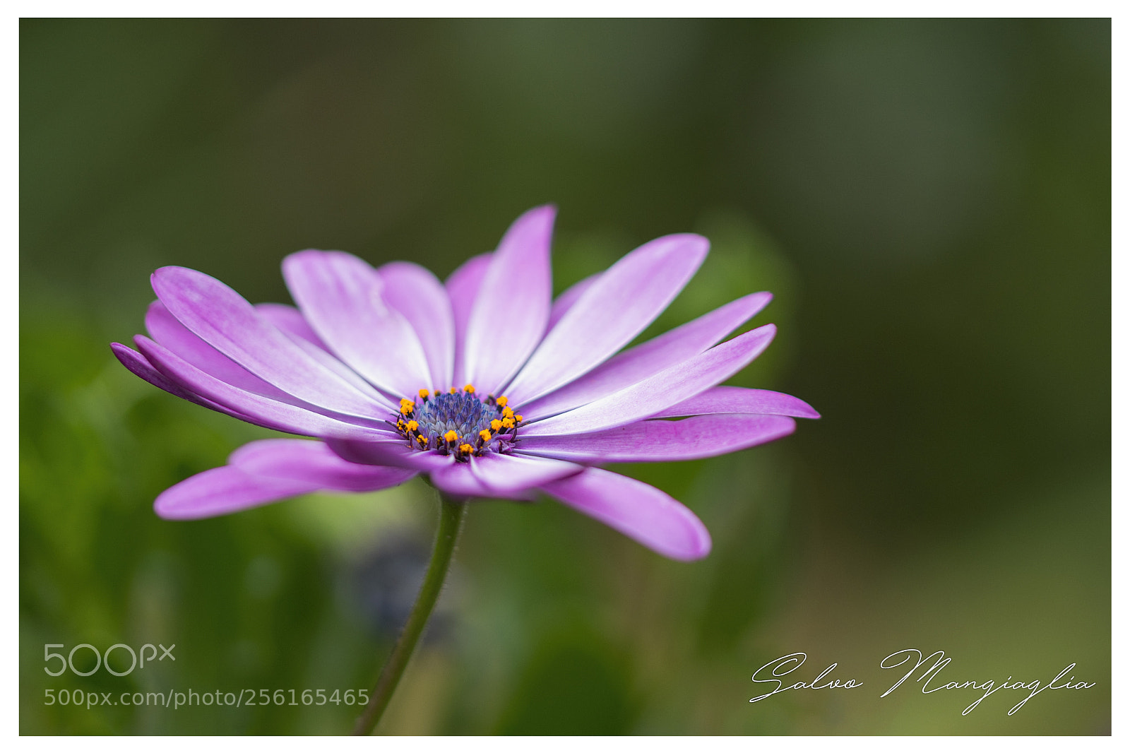 Nikon D500 sample photo. The great beauty photography