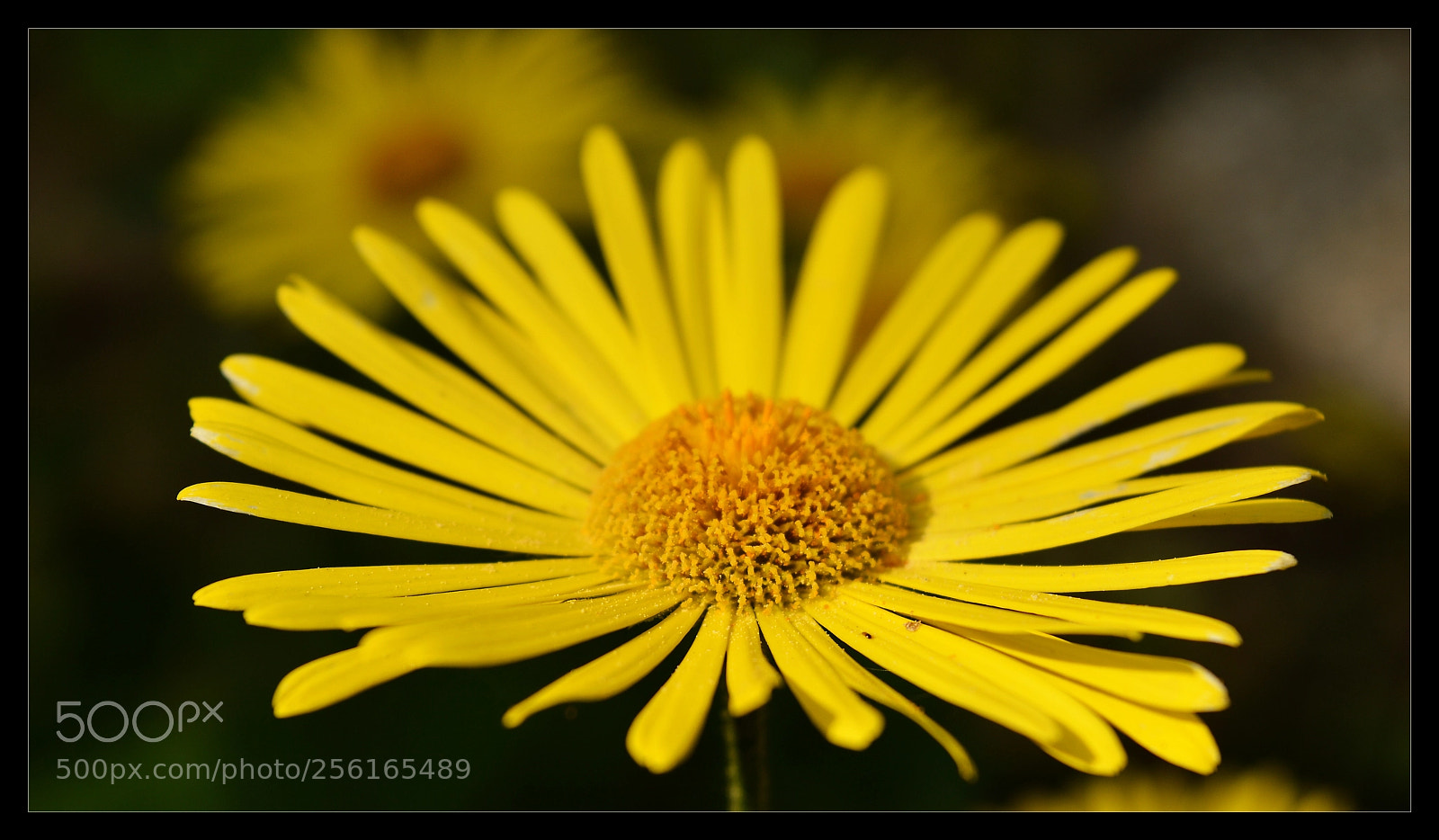 Nikon D3200 sample photo. One sun photography