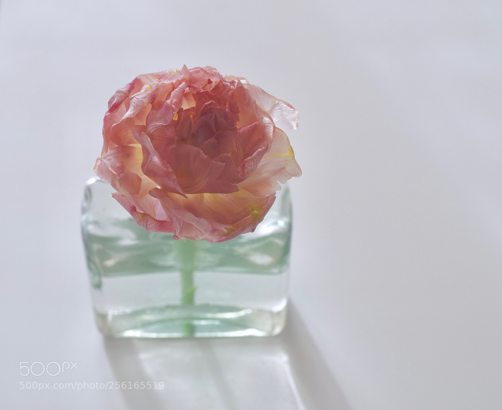 Nikon D3300 sample photo. Mai 18 photography
