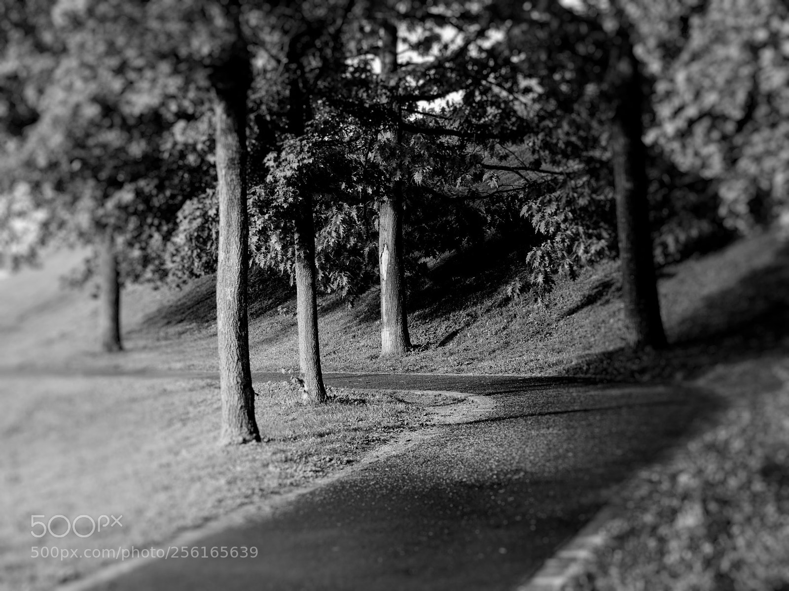 Olympus OM-D E-M5 II sample photo. Straight and left... photography