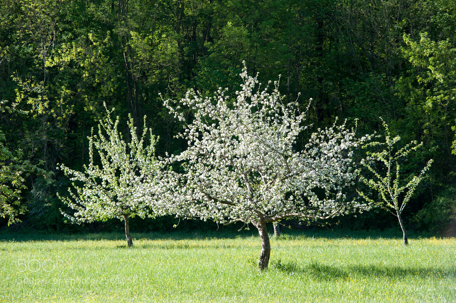 Nikon D700 sample photo. Tree blossoming photography