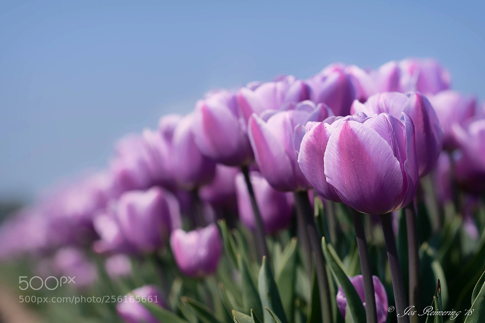 Nikon D500 sample photo. Purple tulips photography