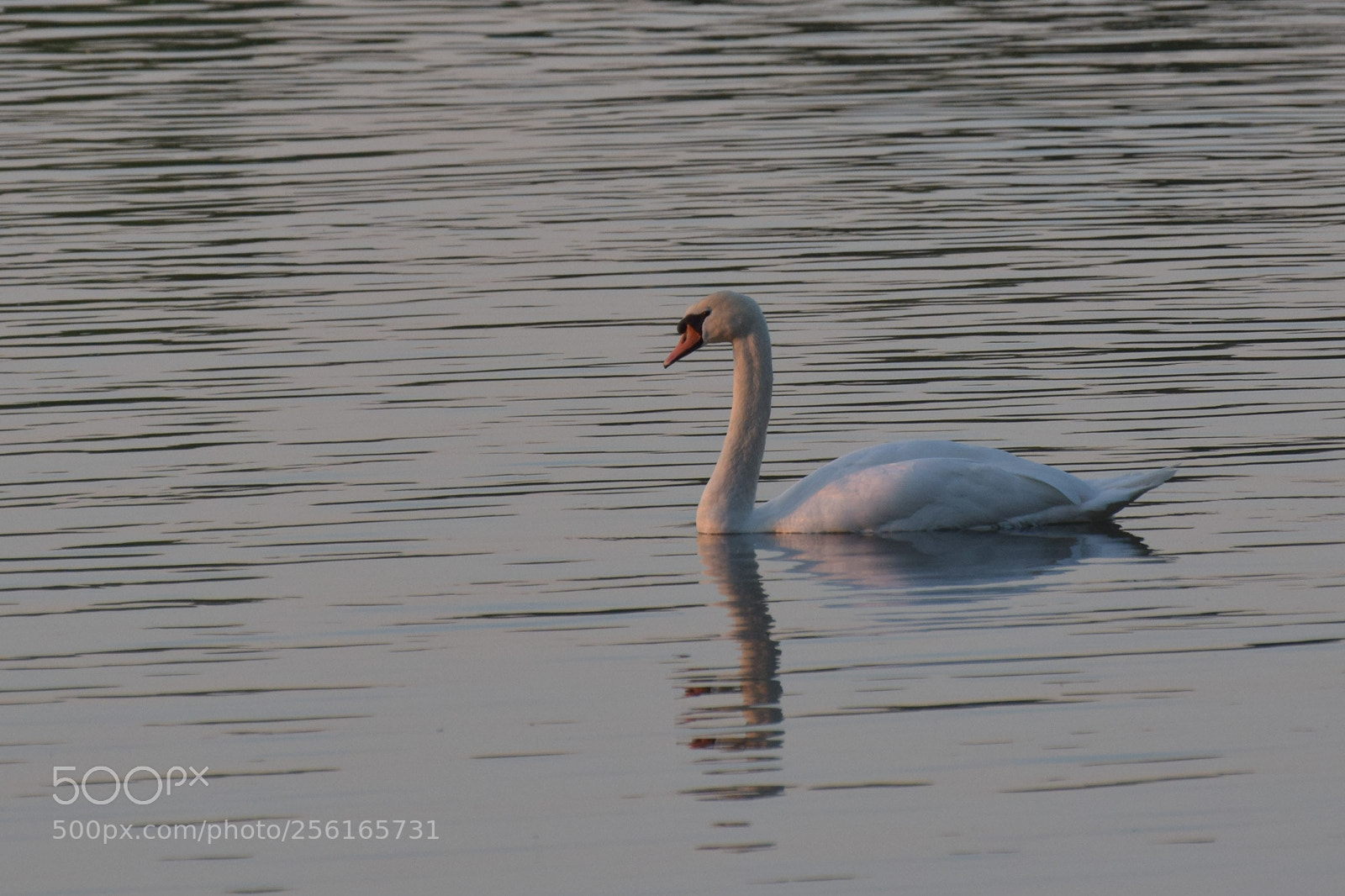 Nikon D5300 sample photo. Evening photography