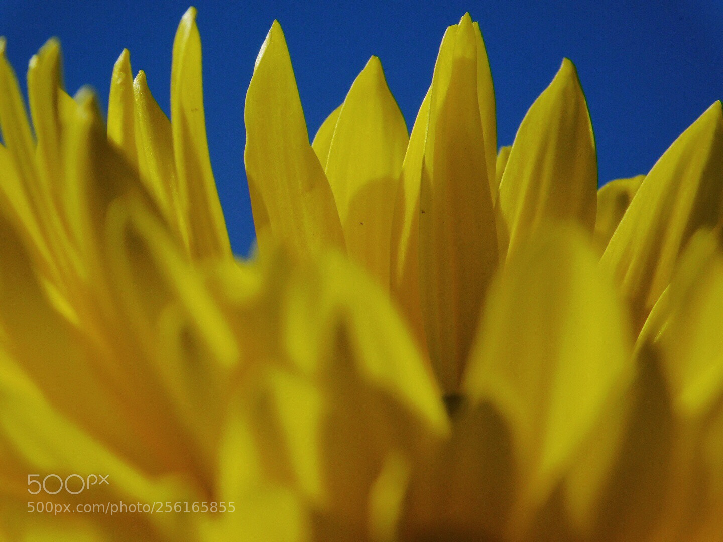 Nikon Coolpix B500 sample photo. Blue and yellow photography
