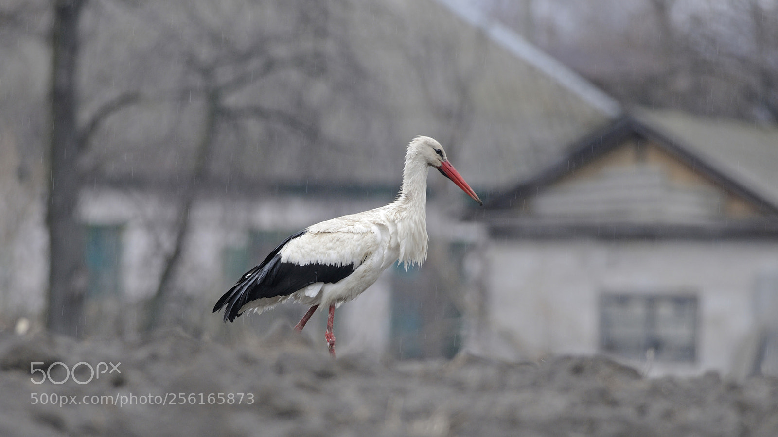 Nikon D300S sample photo. Stork, rain, village photography
