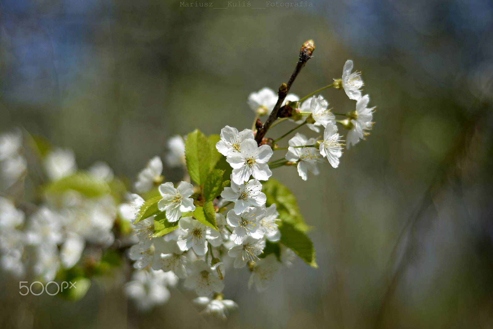 Nikon D5200 + Nikon AF Nikkor 50mm F1.8D sample photo. Blossom photography