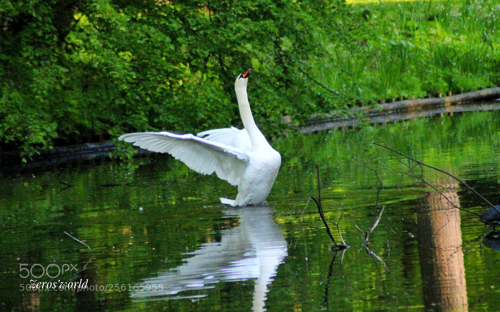 Canon EOS 1300D (EOS Rebel T6 / EOS Kiss X80) sample photo. Royale swan photography